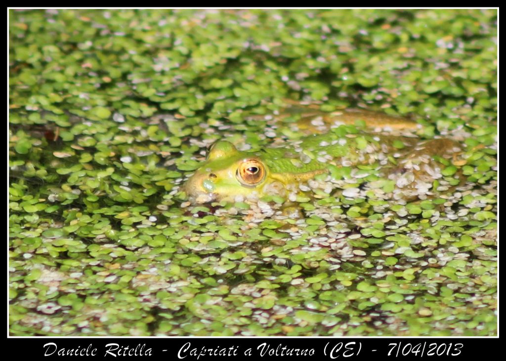 E queste Pelophylax si possono ident. dai sacchi vocali?(CE)
